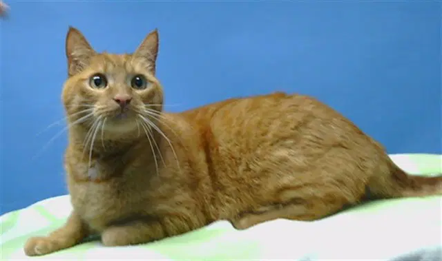 Rio - Domestic Short Hair