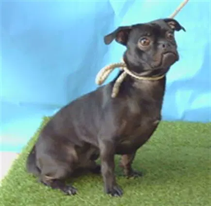 Neo - Pug