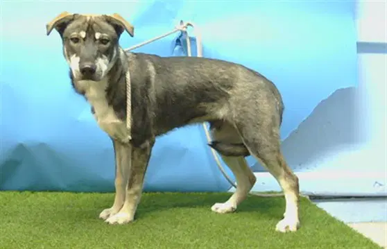 Unknown - Siberian Husky