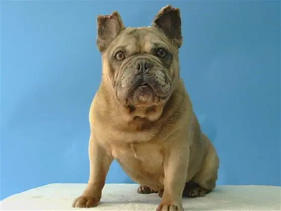 Unknown - French Bulldog