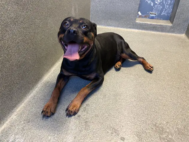 Gotti - Rottweiler