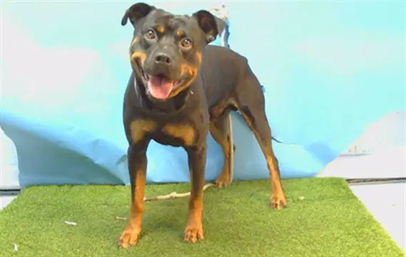 Gotti - Rottweiler
