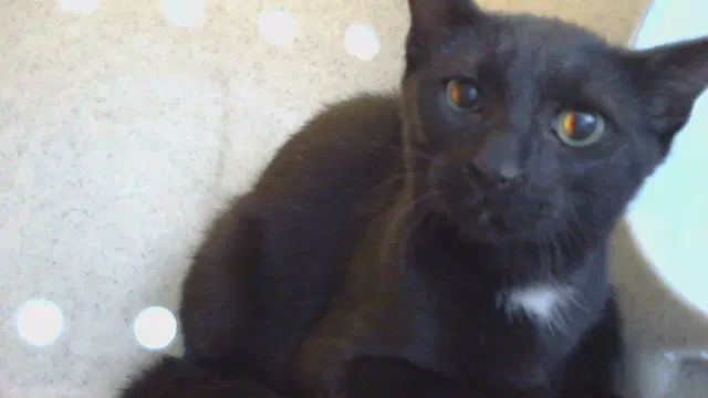 Unknown - Domestic Short Hair