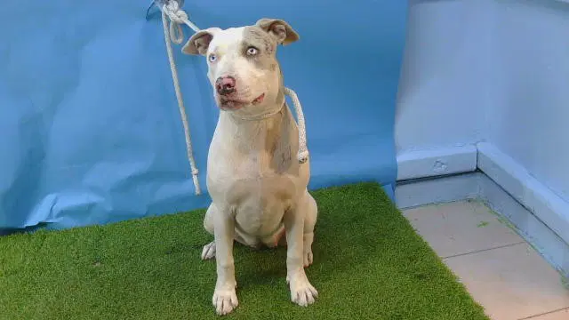 Nova - Pit Bull Terrier