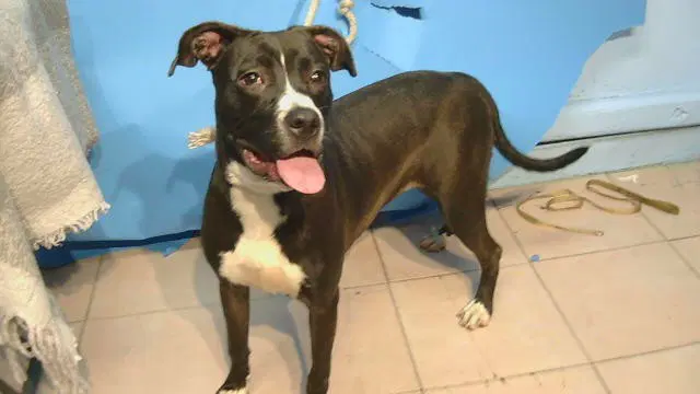Rose - American Pit Bull Terrier
