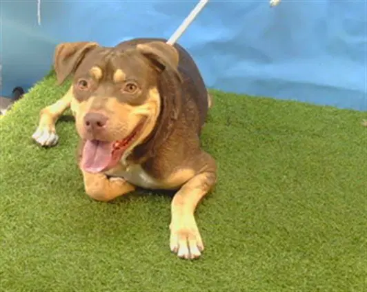 Unknown - Pit Bull Terrier