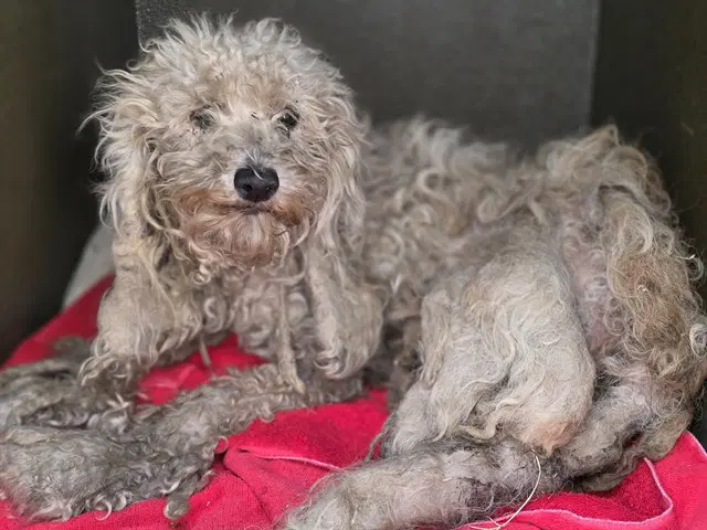Unknown - Poodle (Miniature)