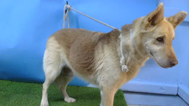 Unknown - Siberian Husky