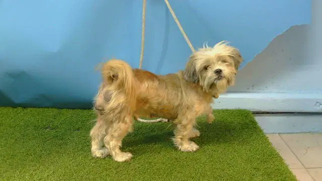 Unknown - Terrier