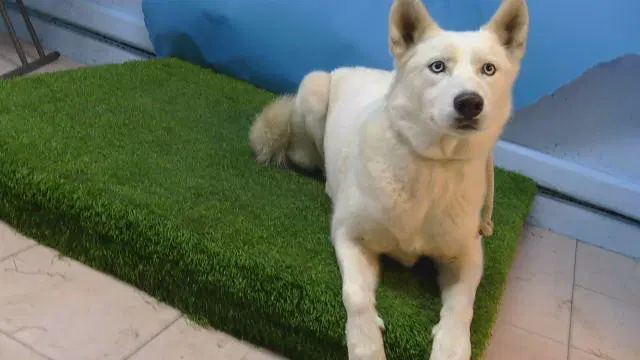 Unknown - Siberian Husky