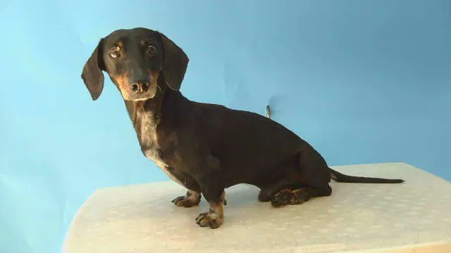 Coffee - Dachshund