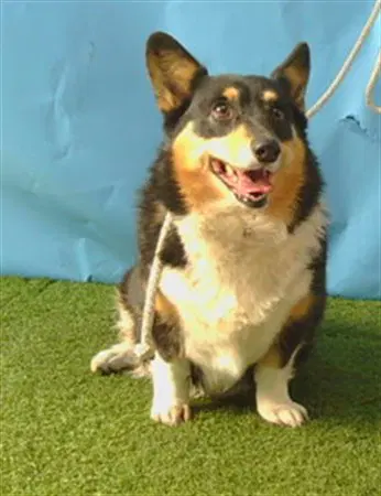 Trixie - Cardigan Welsh Corgi