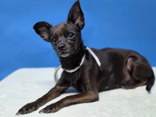 Unknown - Chihuahua