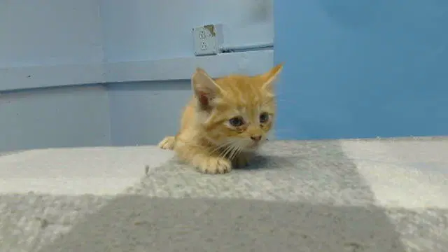 Jody - Domestic Short Hair