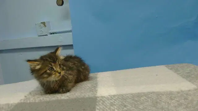 Jacob - Domestic Short Hair