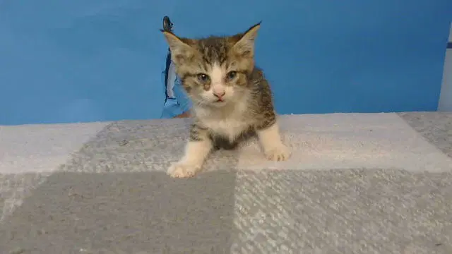 Jimmie - Domestic Short Hair