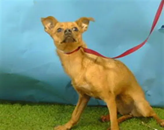 Maple - Chihuahua
