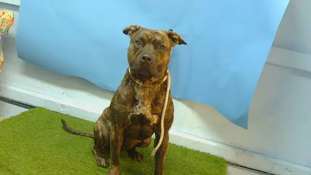 Man - Staffordshire Bull Terrier