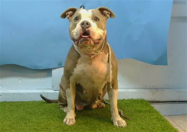 Latto - Staffordshire Bull Terrier