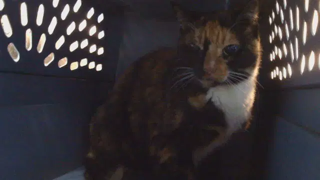 Kelly - Domestic Short Hair