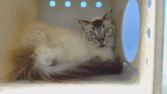 Avery - Domestic Short Hair