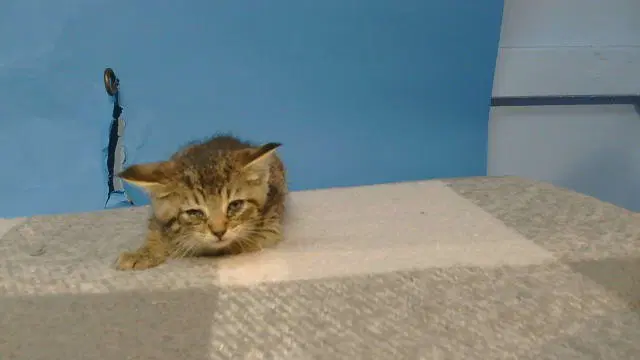 Joy - Domestic Short Hair