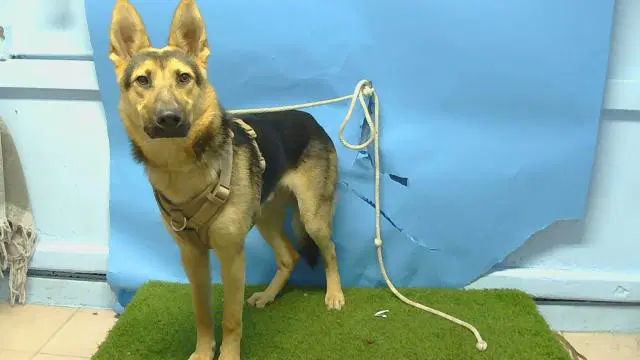 Unknown - German Shepherd Dog