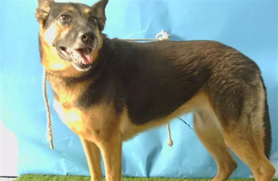 Finn - German Shepherd Dog