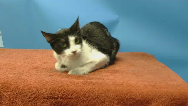 Tiny - Domestic Short Hair