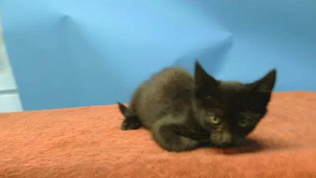 Blacky - Domestic Short Hair