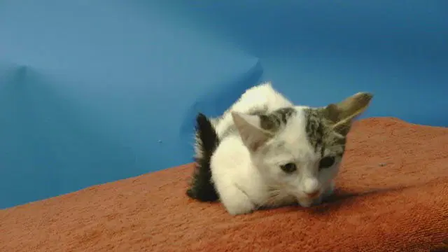 Spot - Domestic Short Hair
