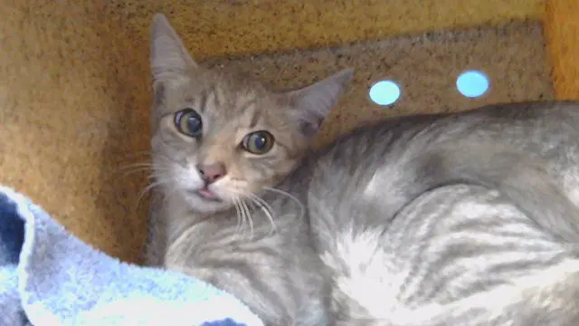 Sweety - Domestic Short Hair