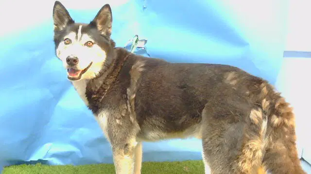 King - Siberian Husky