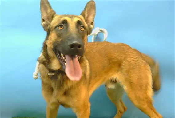 Camden - German Shepherd Dog