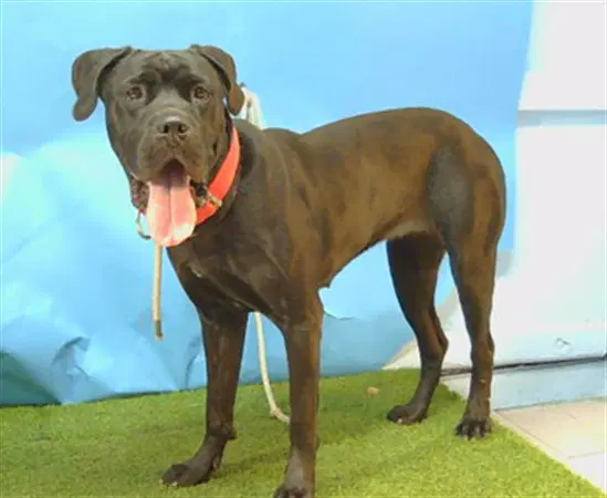 Unknown - Mastiff