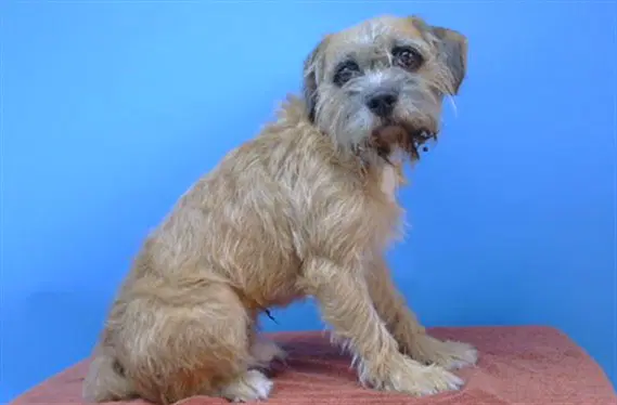 Unknown - Terrier