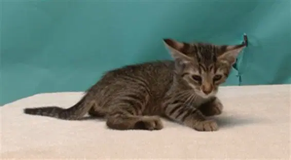 Emi - Domestic Short Hair