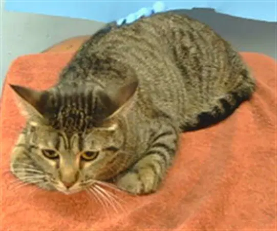 Emi - Domestic Short Hair