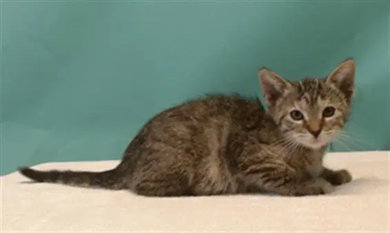 Emma - Domestic Short Hair