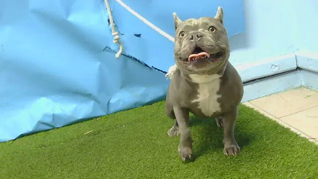 Mia - French Bulldog