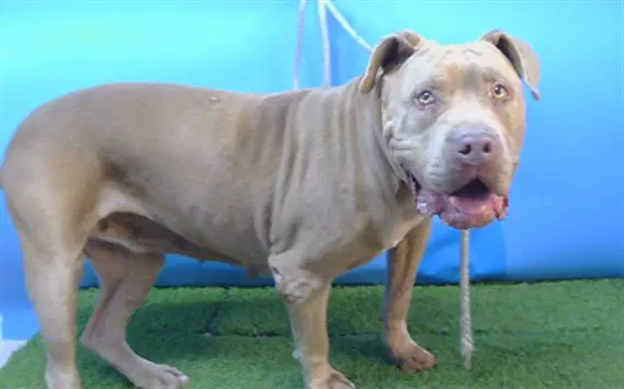 Egypt - Pit Bull Terrier