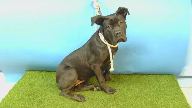 Peaches - Cane Corso Mastiff