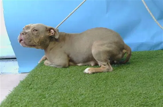 Melon - Pit Bull Terrier