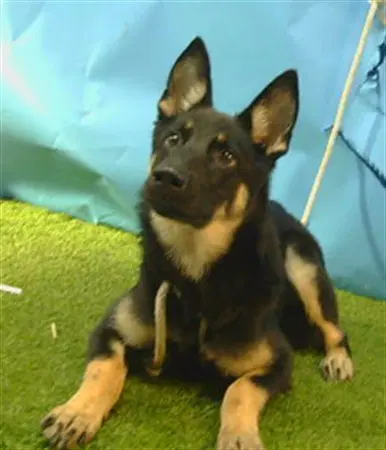 Delilah - German Shepherd Dog