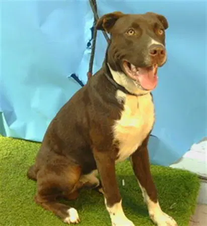 Twix - Pit Bull Terrier