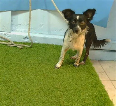 Waffles - Chihuahua