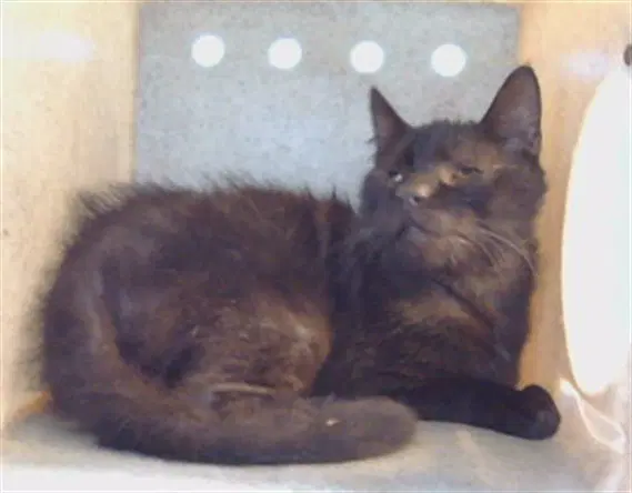 Unknown - Domestic Short Hair
