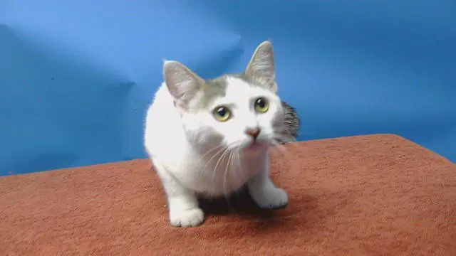 Unknown - Domestic Short Hair