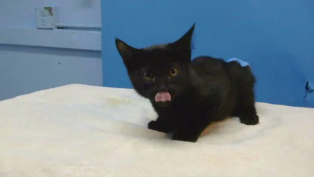 Midnight - Domestic Short Hair