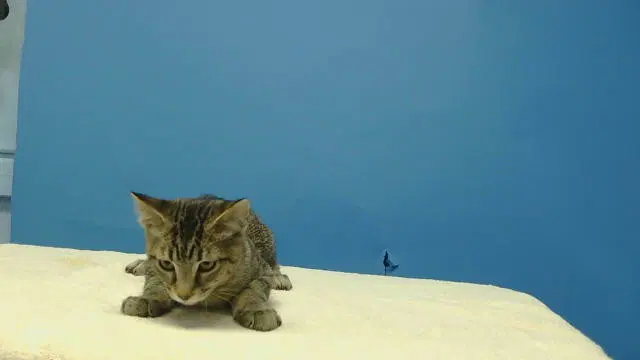 Shere Khan - Domestic Short Hair